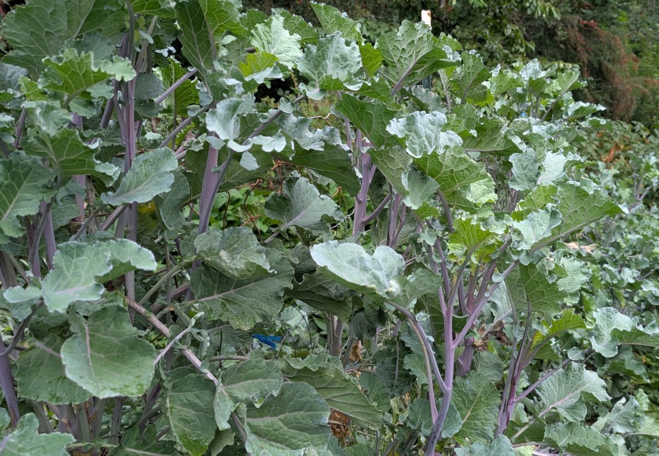 purple tree collards